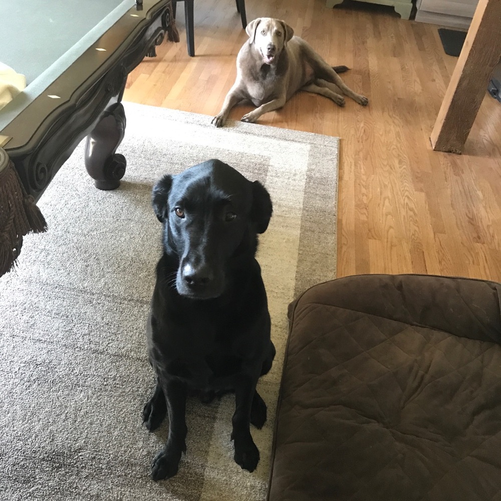 Meet your Posher, Lazorfocus